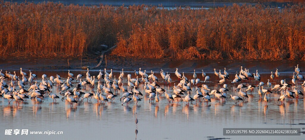 湿地群鸟栖息景观