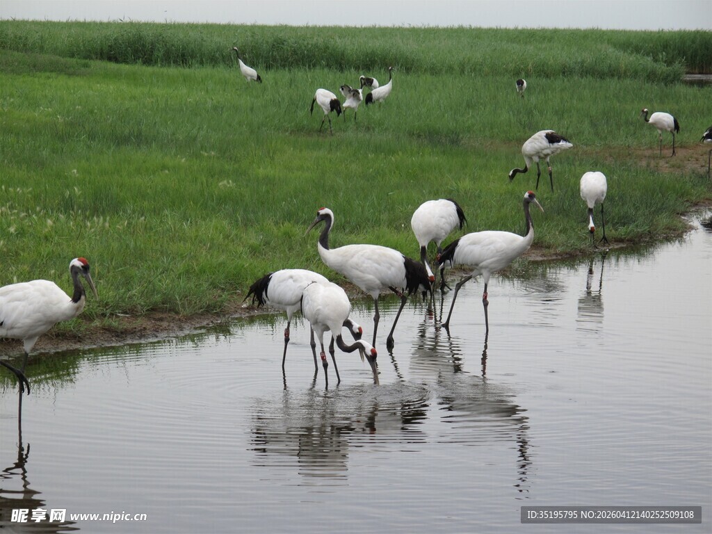 湿地中觅食的一群白鹤