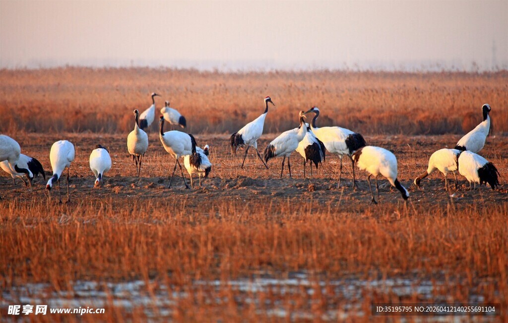 夕阳下群鹤于湿地起舞