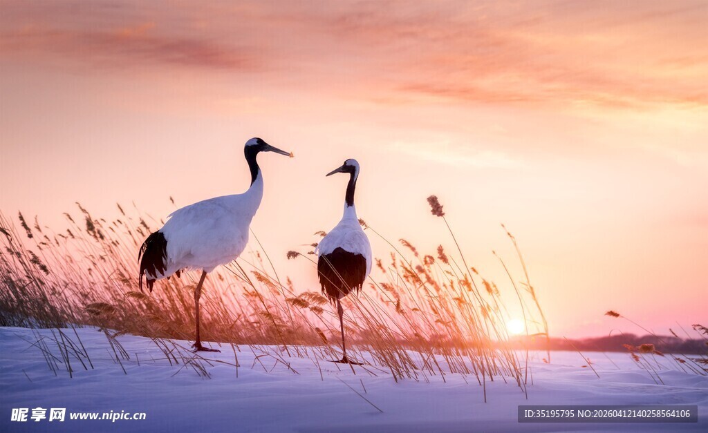 夕阳下的双鹤漫步