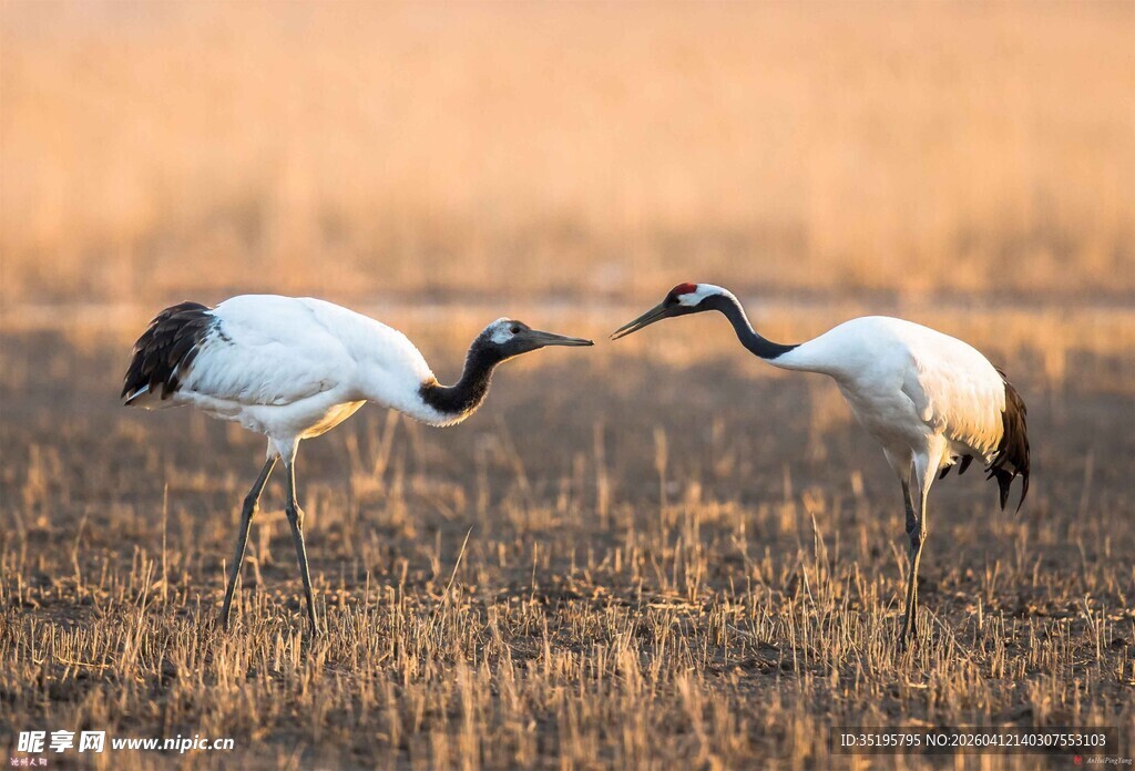 夕阳下的丹顶鹤亲昵互动