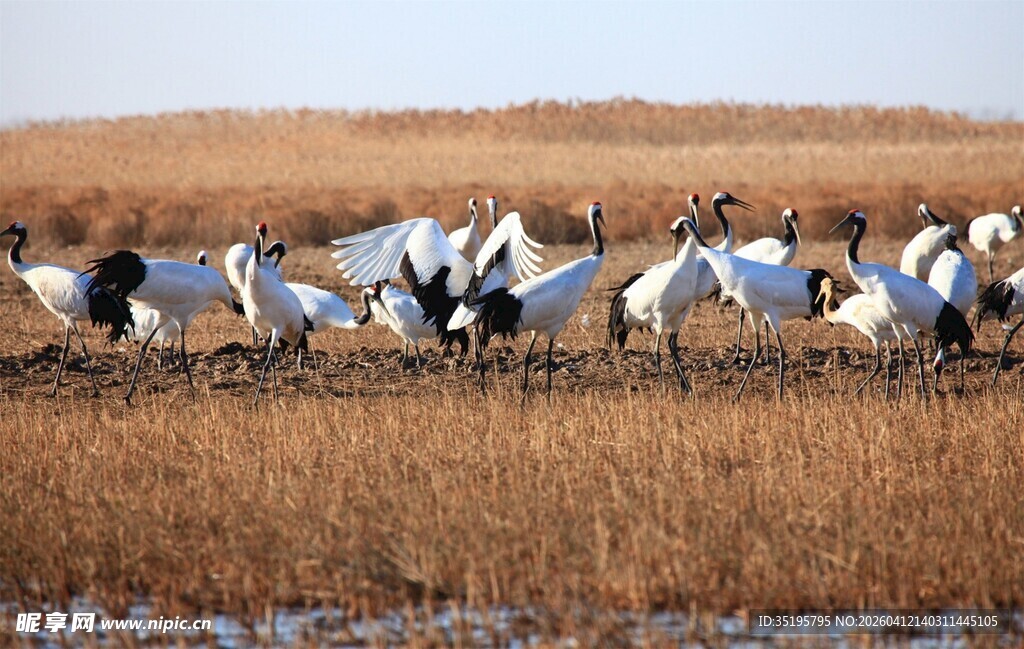 湿地群鸟栖息美景