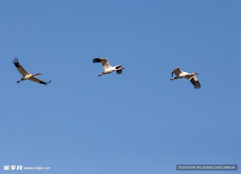 蓝天中飞翔的三只飞鸟
