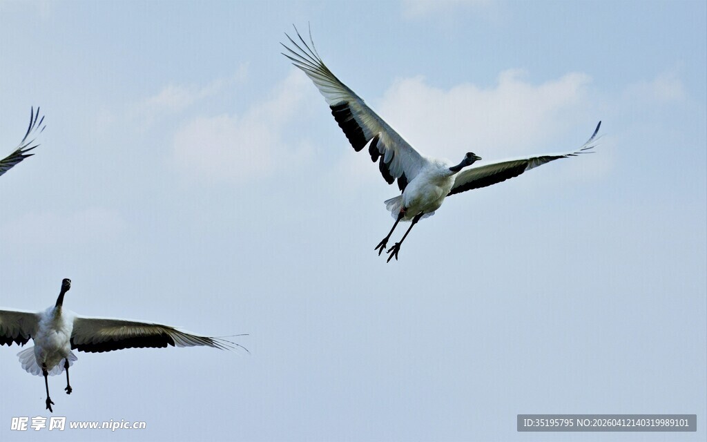 丹顶鹤翱翔天际