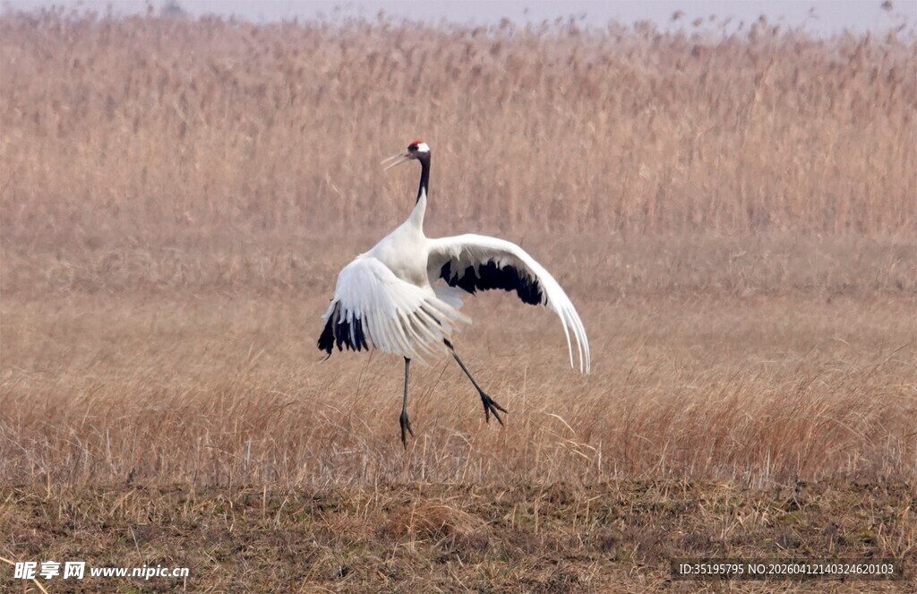 丹顶鹤于旷野中优雅起舞