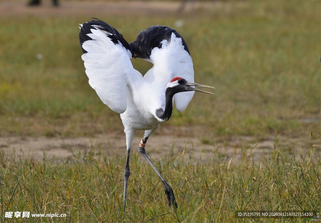 丹顶鹤单腿站立展双翅