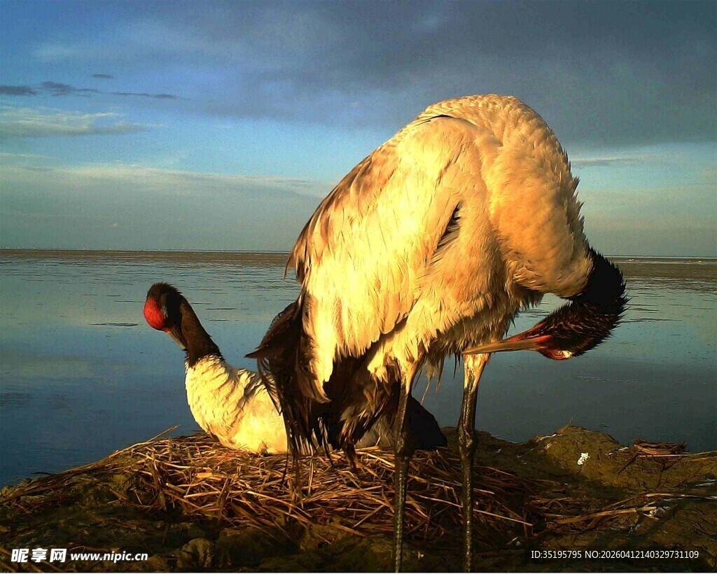 湿地双鹤优雅栖息画面