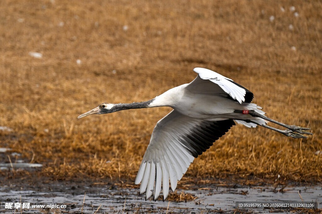 丹顶鹤展翅于湿地之上