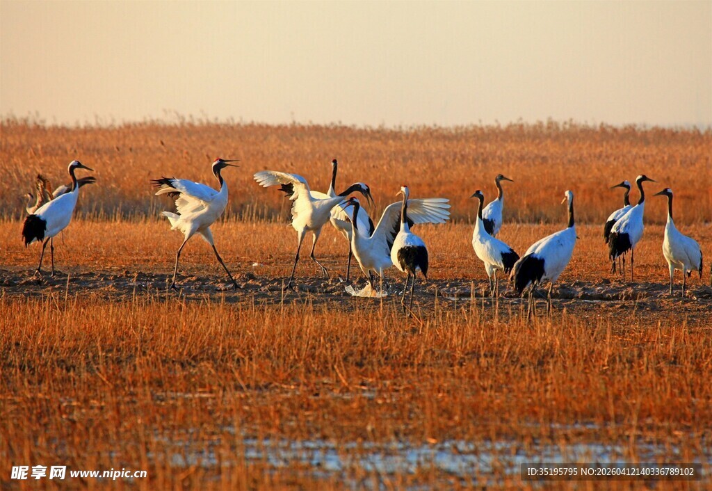 夕阳下群鹤于田野起舞