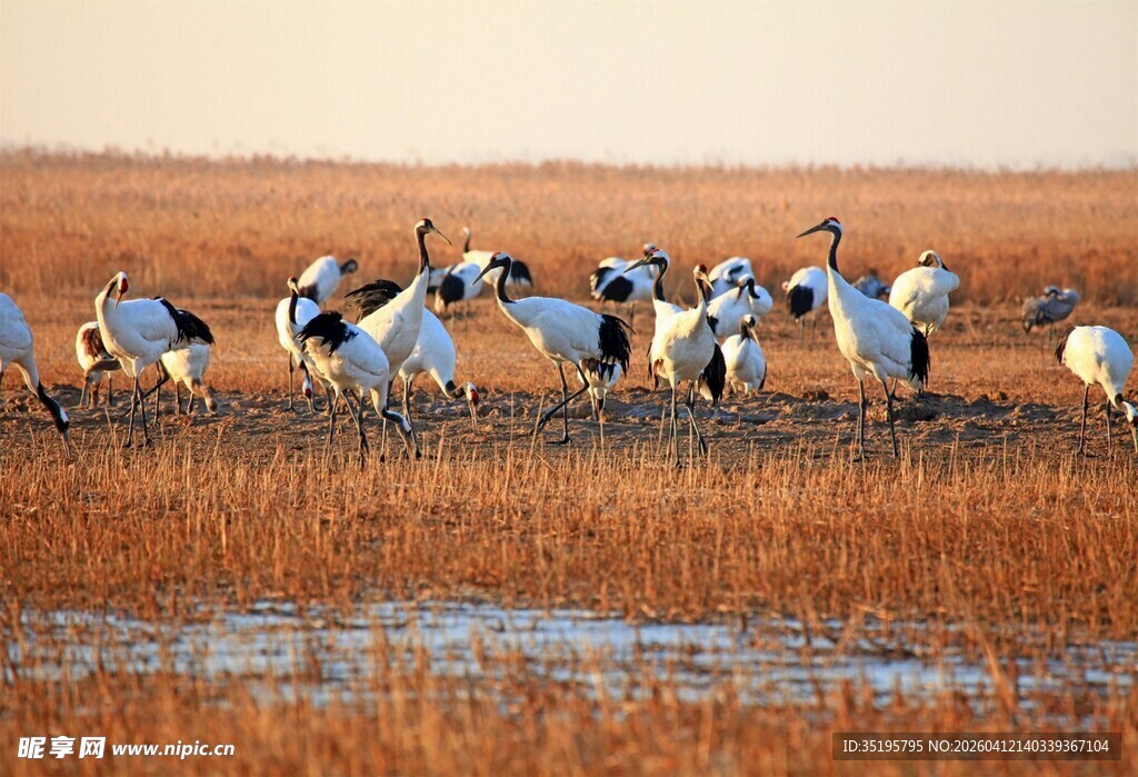 湿地丹顶鹤群展翅欲飞