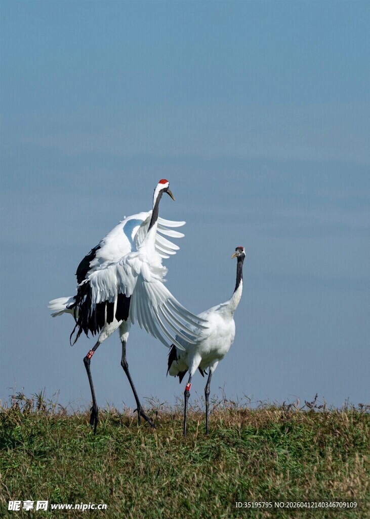 草地上的丹顶鹤互动瞬间
