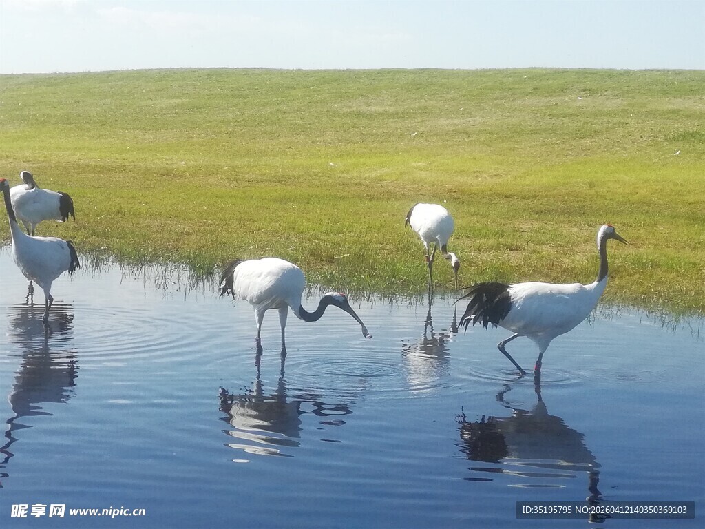 湿地中优雅觅食的丹顶鹤