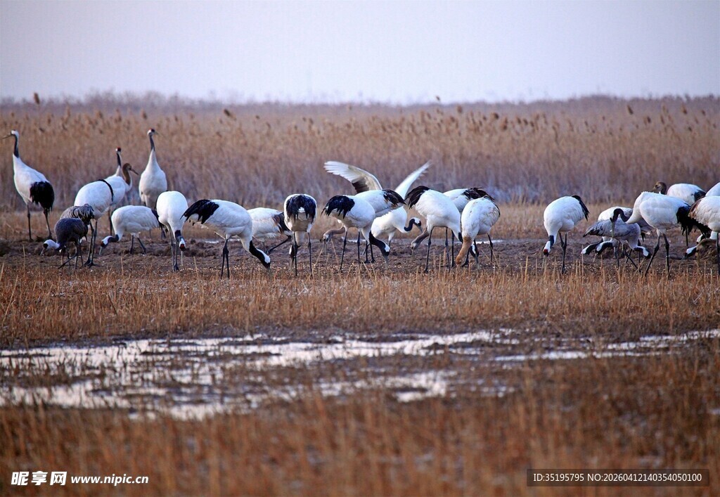 湿地中群舞的优雅丹顶鹤