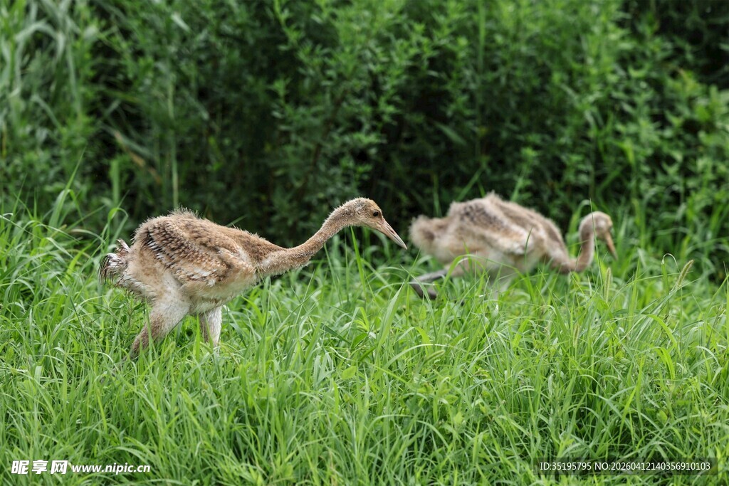 草地上的几只幼年动物