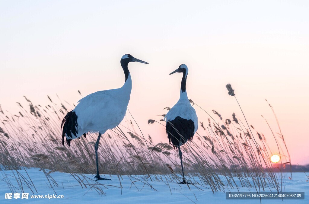 雪地双鹤共赏暮色时分