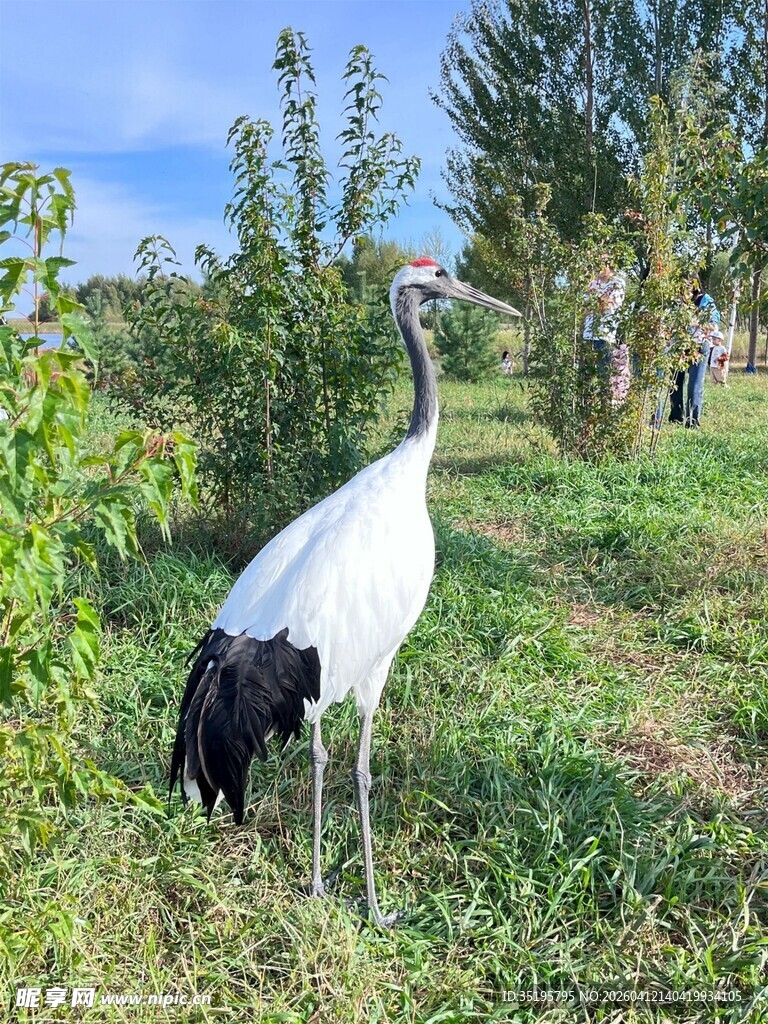 草地上的优雅丹顶鹤