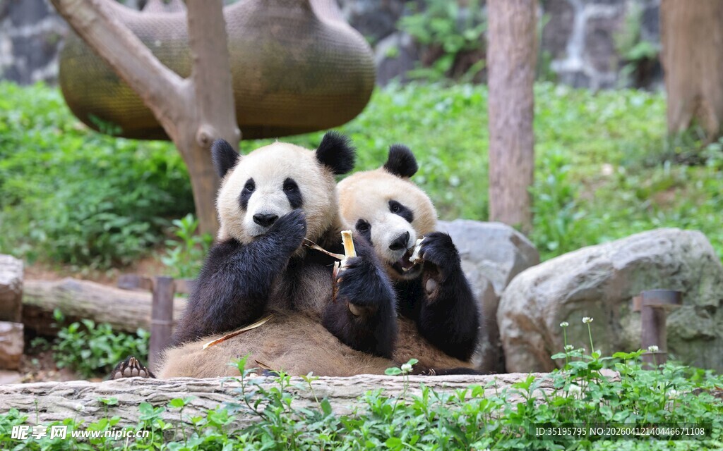 两只熊猫惬意休憩