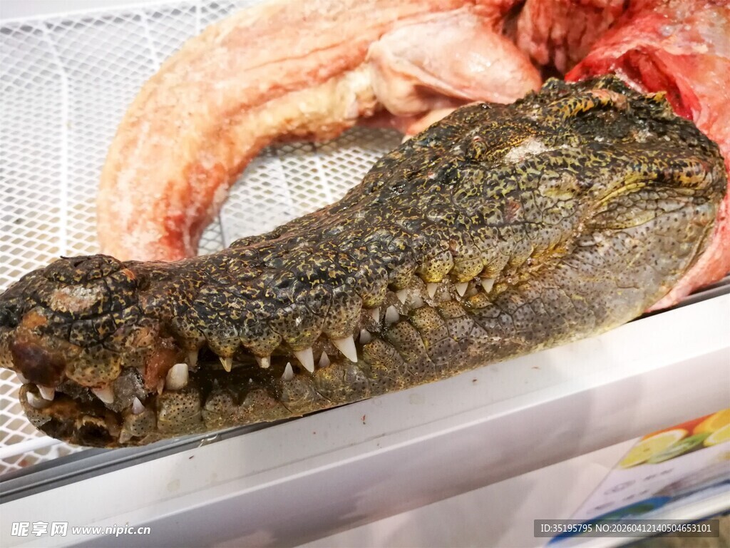 冰柜中的鳄鱼及肉类食材