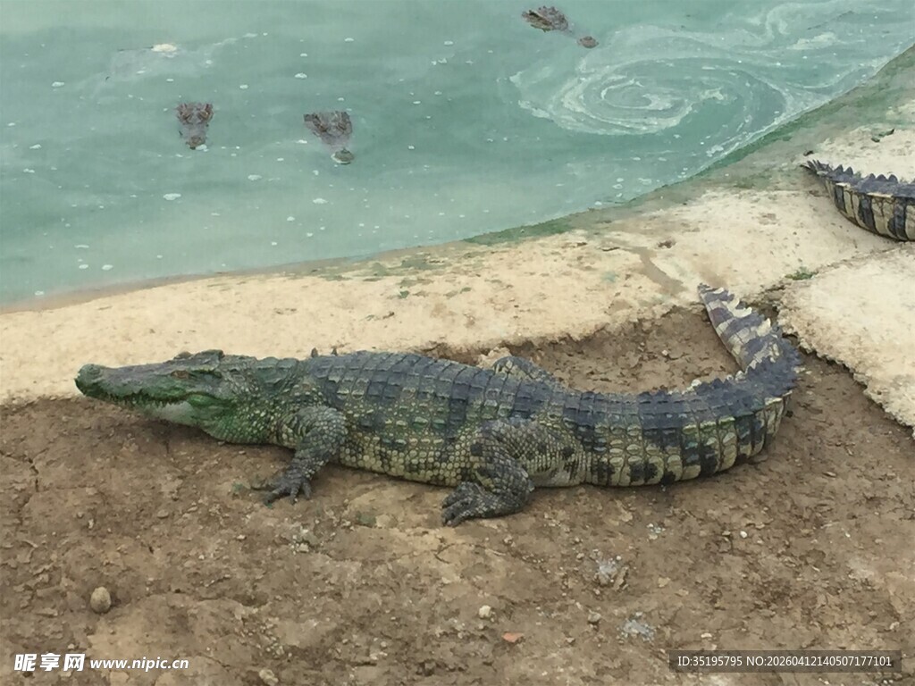 岸边休憩的鳄鱼
