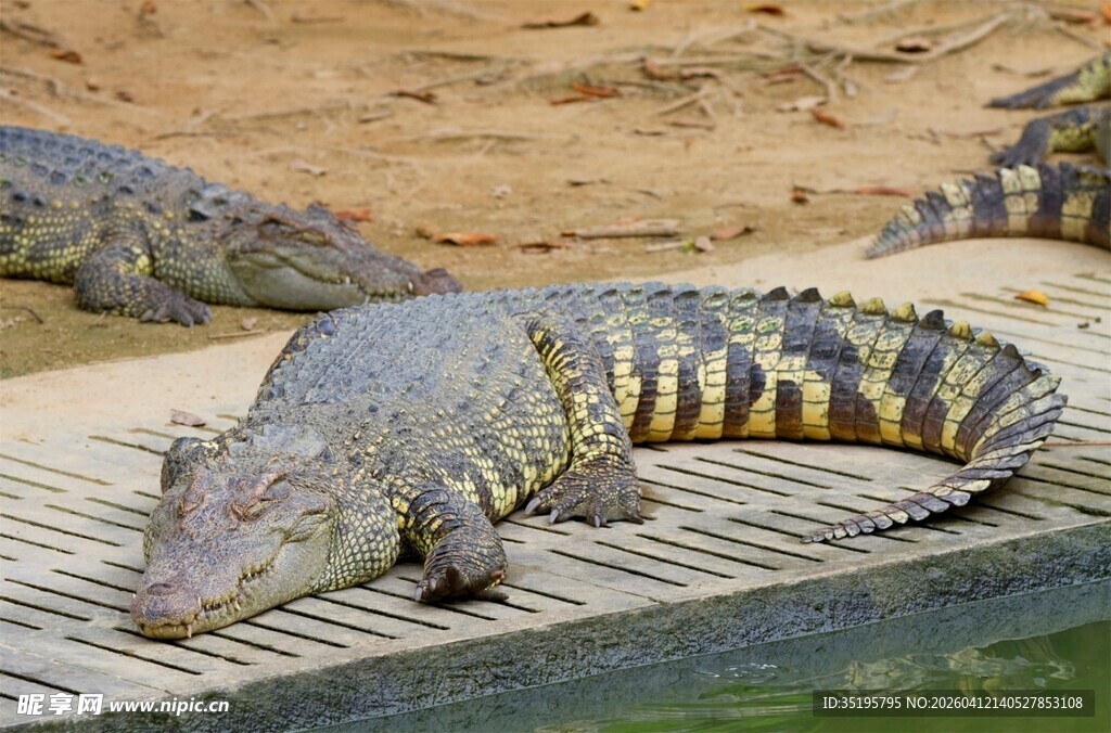 晒太阳的鳄鱼
