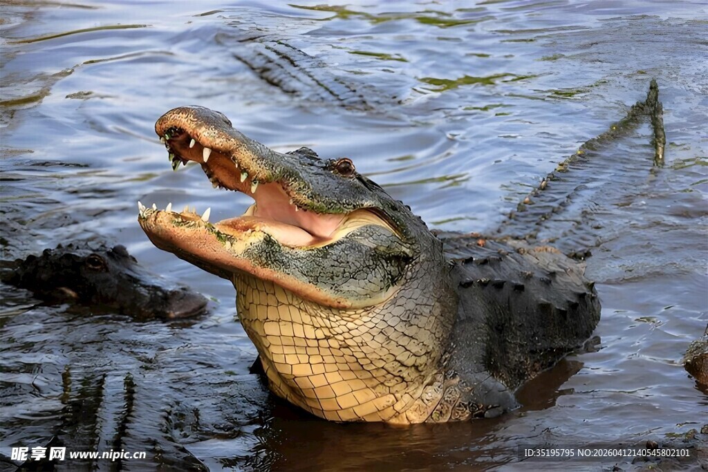 水中张开大嘴的鳄鱼