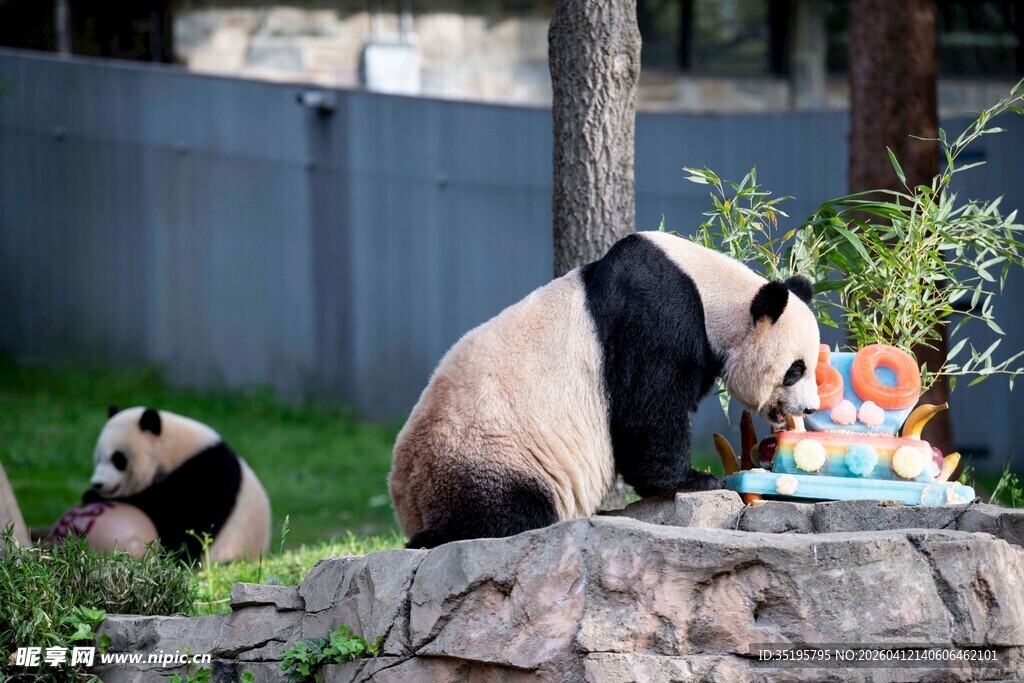 熊猫享用生日蛋糕欢乐场景