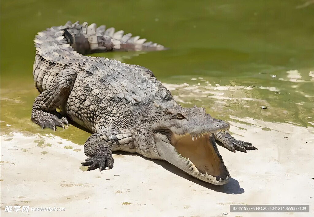 岸边张嘴的鳄鱼