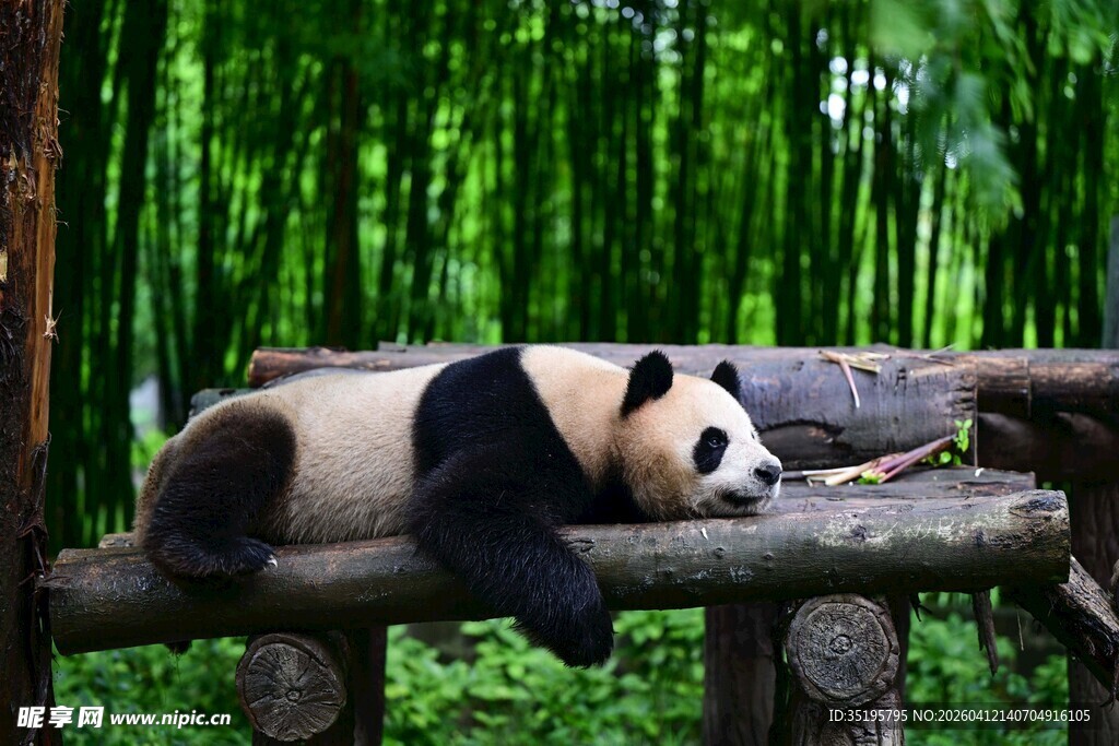 竹林中小憩的可爱大熊猫