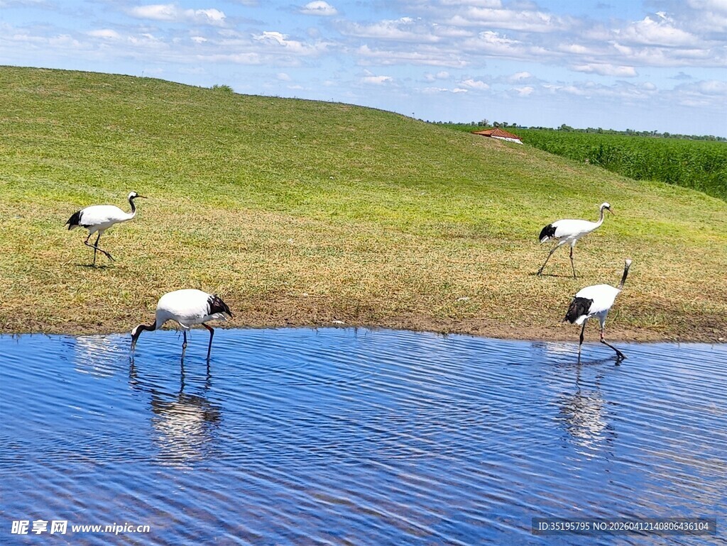 草原湿地丹顶鹤优雅觅食