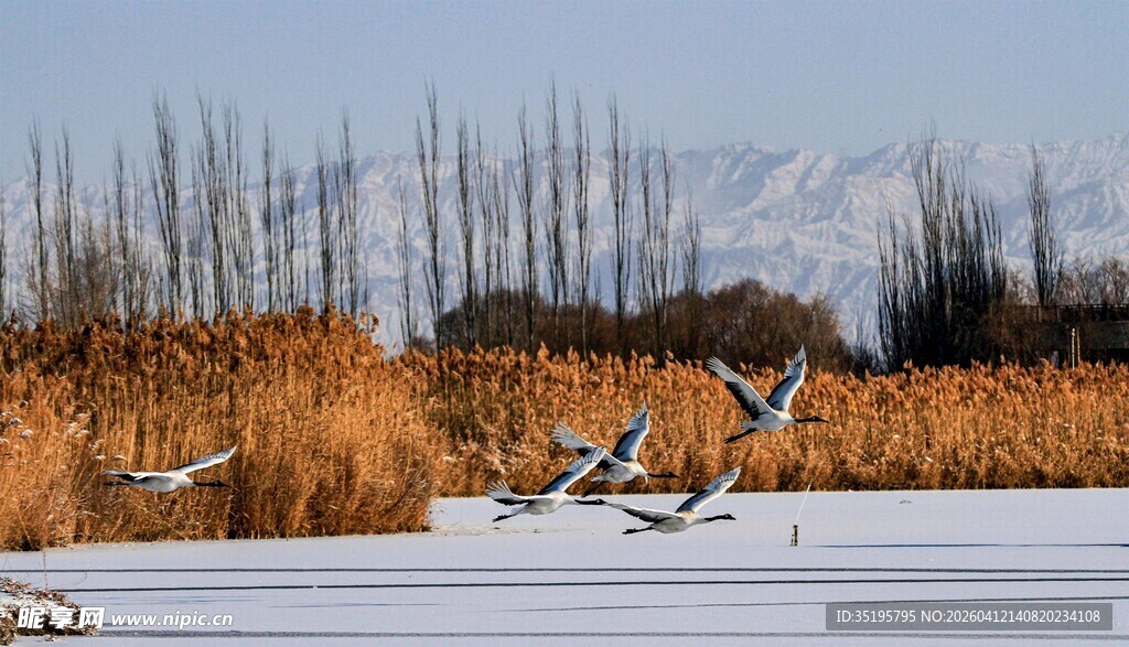 雪野中飞翔的美丽鸟儿