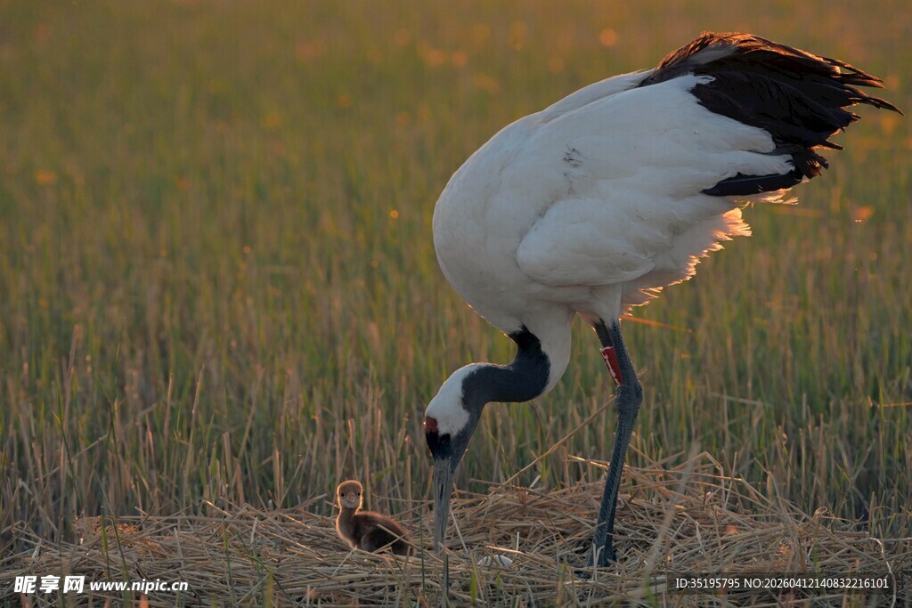丹顶鹤于田野低头觅食