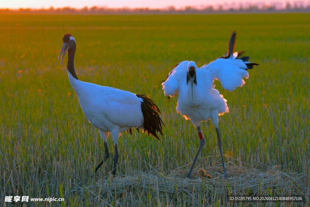 夕阳下的丹顶鹤优雅起舞