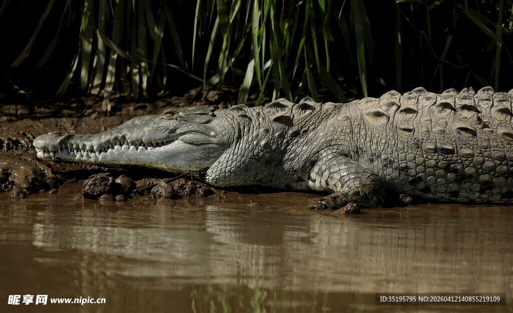 水中休憩的鳄鱼
