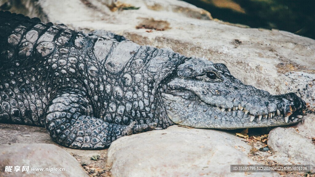 岩石上休憩的鳄鱼