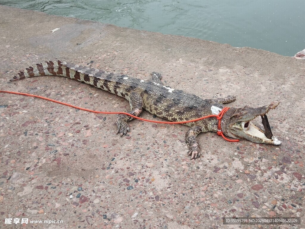 被缚岸边的鳄鱼
