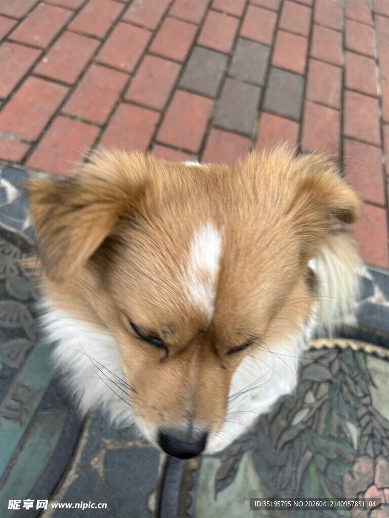 低头的棕白相间小狗