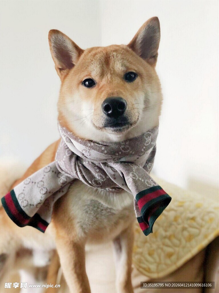 戴围巾的可爱柴犬
