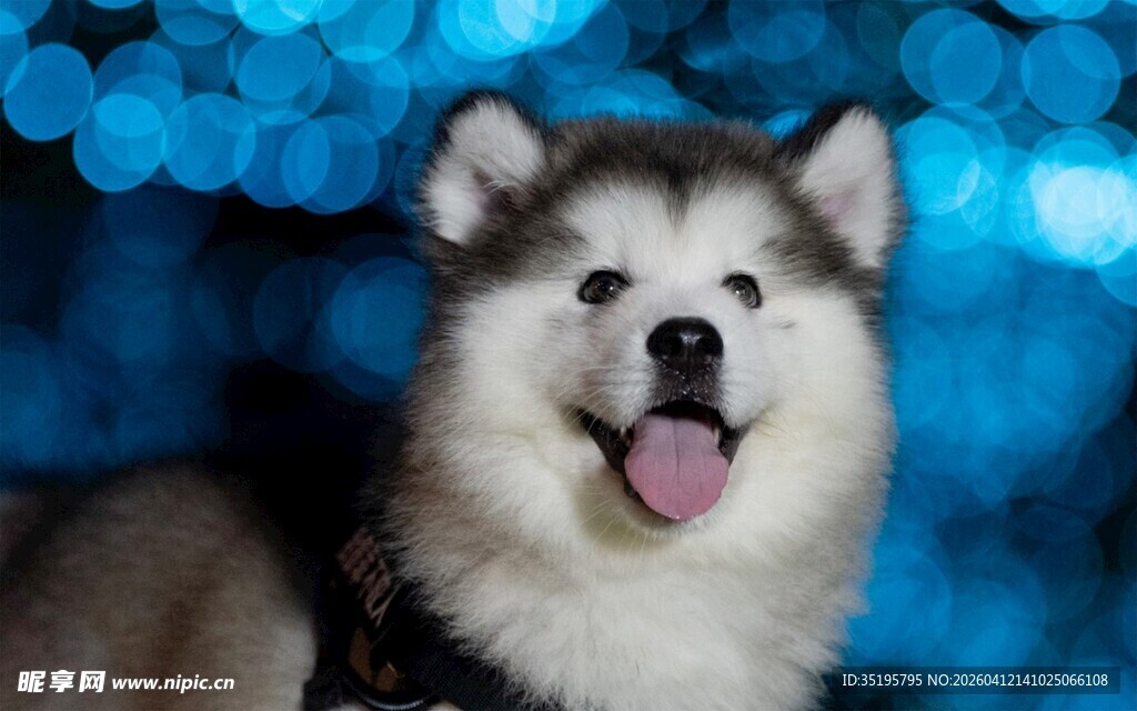 可爱哈士奇吐舌卖萌