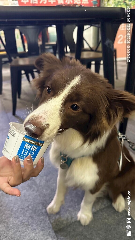 小狗张嘴接食瞬间