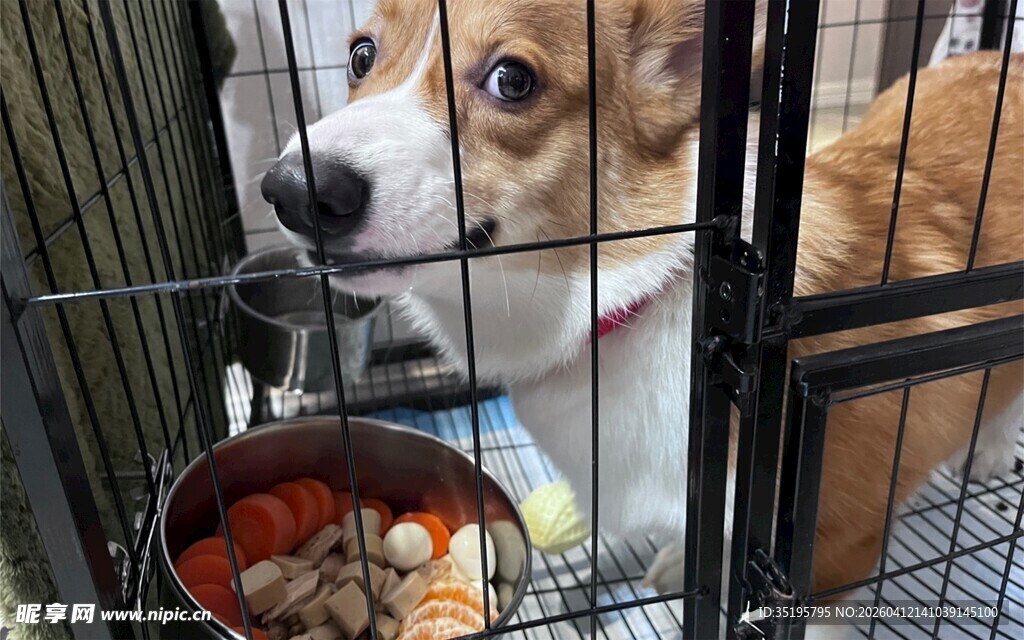 柯基犬在笼中望着食物