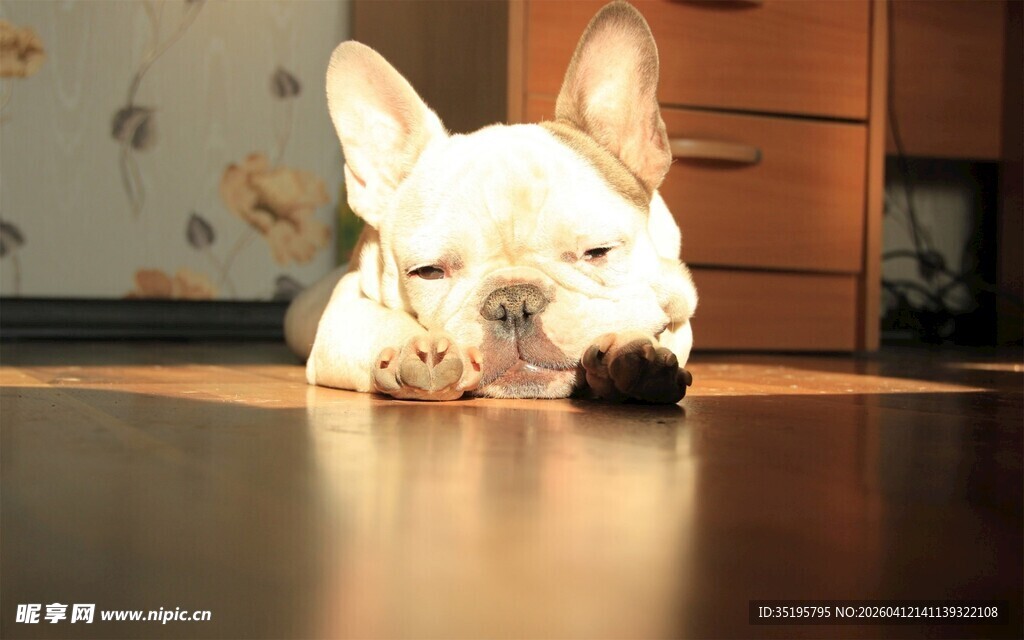 趴着的可爱法国斗牛犬