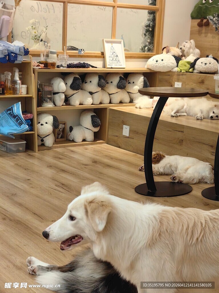 温馨宠物店内的可爱狗狗