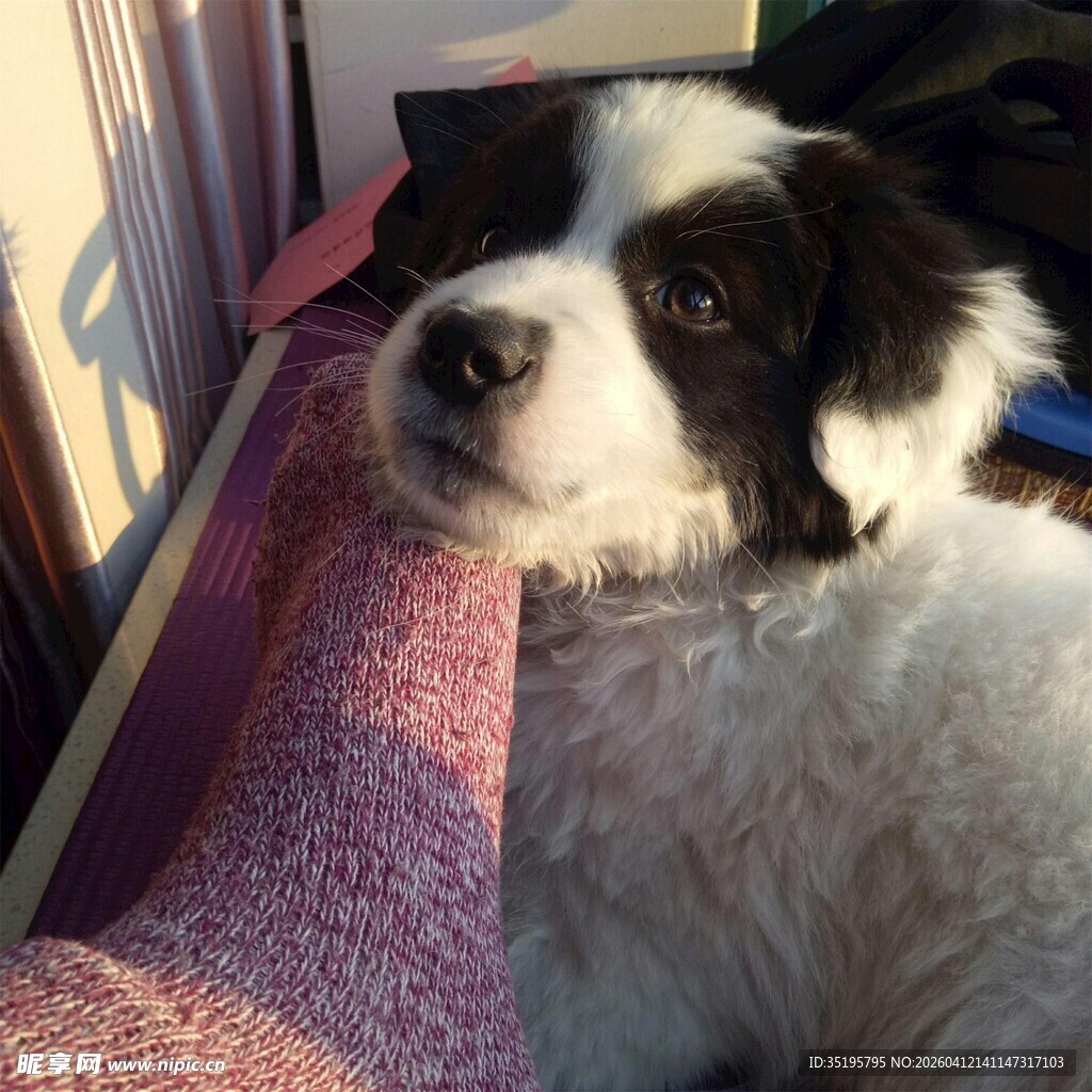 可爱萌犬惬意靠坐