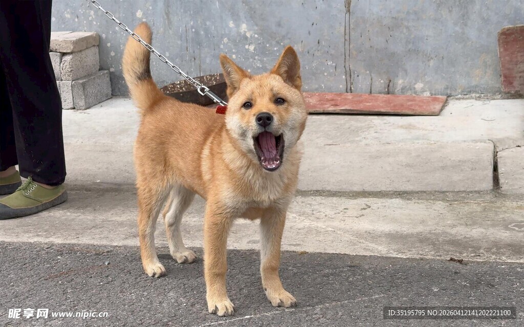 路边可爱的小土狗