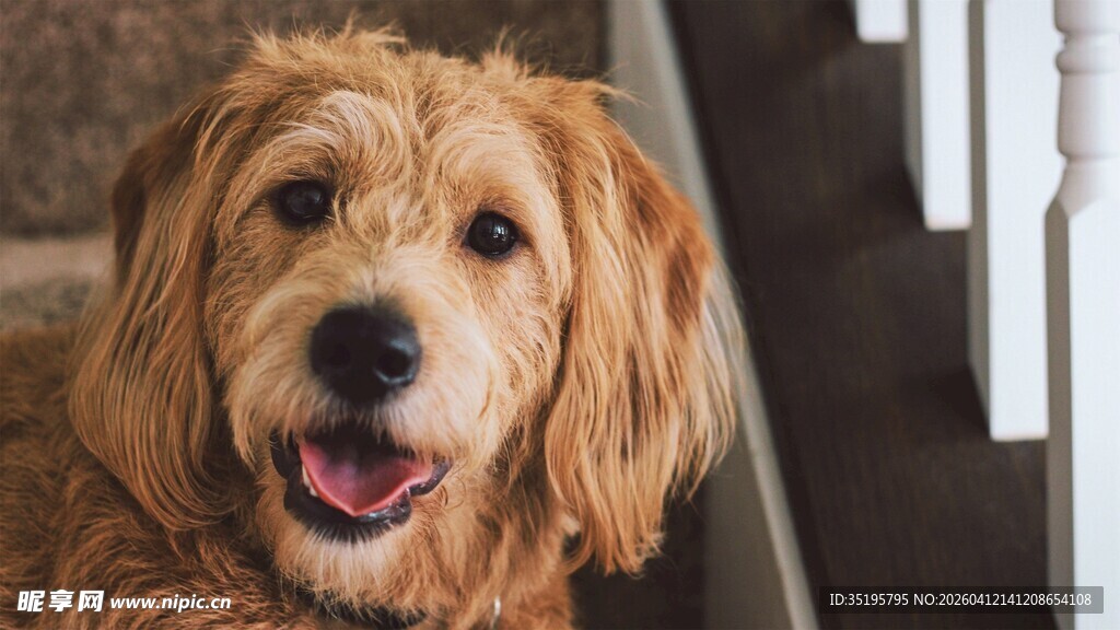 可爱卷毛狗开心模样