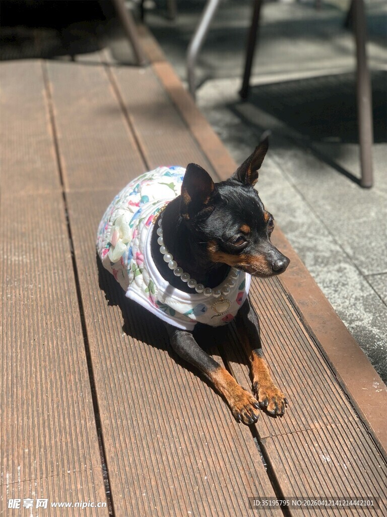 穿着花衣服的可爱小狗