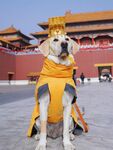 故宫前穿古装的可爱拉布拉多