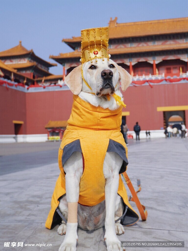 故宫前穿古装的可爱拉布拉多