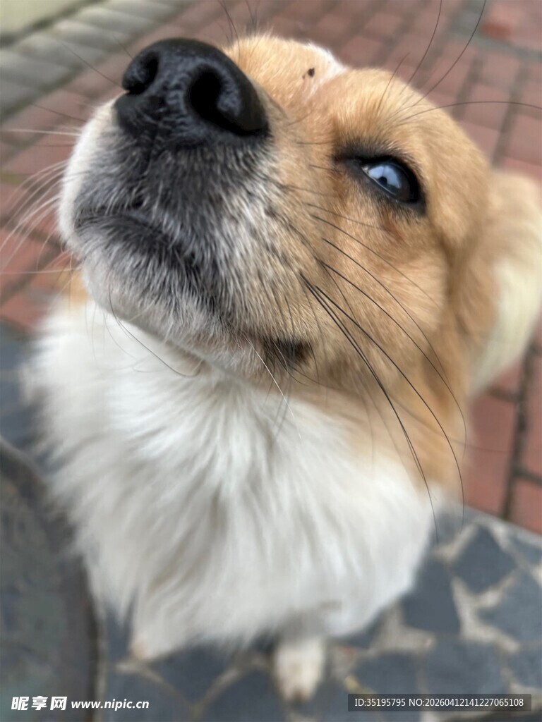 仰头望的可爱毛茸茸小狗