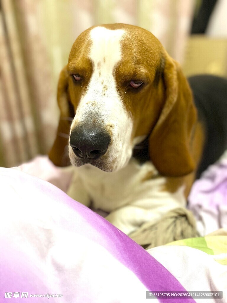 趴卧床上的可爱小猎犬